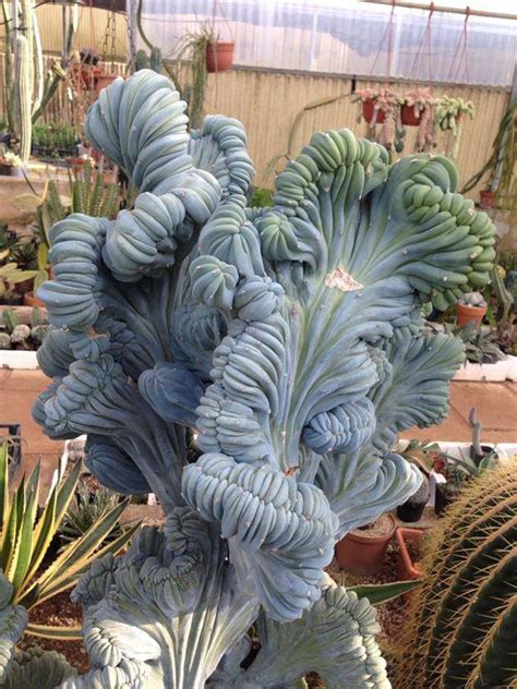 Unusual Succulent Plants Looks Like Come From Other World Design Swan