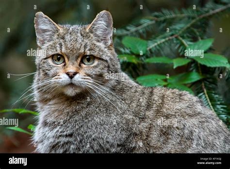 European Wildcat Wild Cat Felis Silvestris Silvestris Close Up