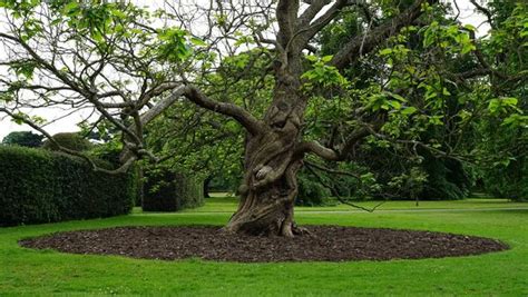 Quality Landscaping Bark From Fine Turf Devon Ltd In Newton Abbot