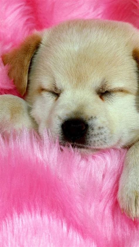 Pink Puppy Wallpapers Wallpapers Download Mobcup