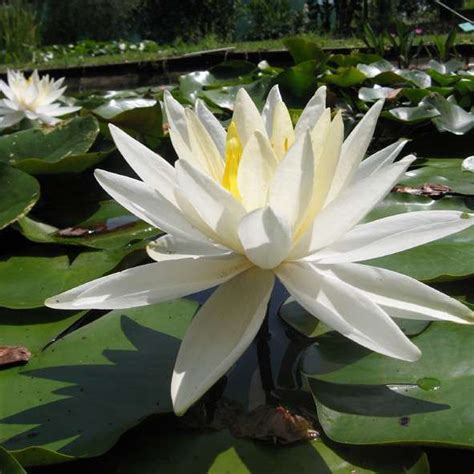 White Gladstoniana Water Lily Pond Plants Water Lilies Aquatic