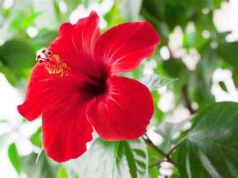 If you want to learn bunga raya in english, you will find the translation here, along with other translations from malay to english. Bunga Raya, the national flowers of Malaysia