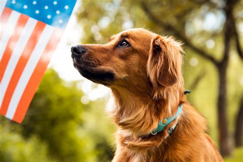 Pet Checklist 10 Tips To Help Your Dog Around The 4th Of July The