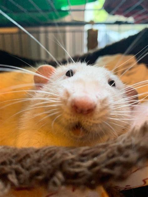 Sleepy Possum Rats In 2020 Possum Pet Rats Rat Care