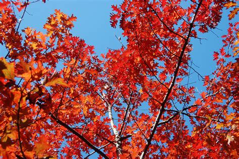 The tree is a source of food for a ton of animals. Red Oak | State Symbols USA
