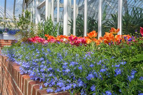 Spring Flower Show 2021 Canopy Of Color Phipps Conservatory And