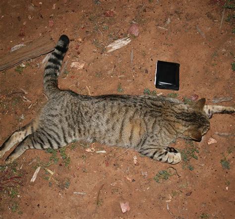 Dead feral cats in australia, following the government's plan to kill at least two million by 2020credit: Australian Feral Cat Hunting
