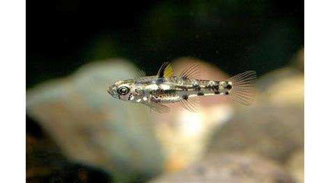 Image Result For Pygmy Goby Nano Aquarium Exotic Fish Great Barrier