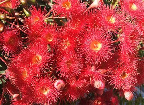 Check spelling or type a new query. Red Flowering Gum Tree | Seeds, Tree, Home garden plants