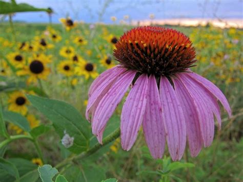 Maybe you would like to learn more about one of these? 17 Best images about Wisconsin wildflowers on Pinterest ...