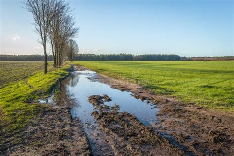 Muddy Dirt Road With Puddles Of Water Stock Image Image Of Dutch