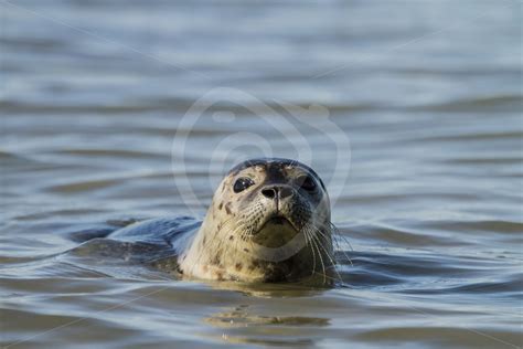 Common Harbor Seal In North Sea Nature Stock Photo Agency