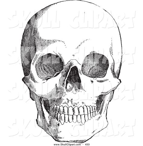 These would be great for using in your spooky halloween projects or designs! Vector Clip Art of a Vintage Black and White Anatomical Sketch of a Human Skull over a White ...