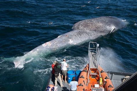 Blue Whales Face Increased Threat Of Ship Strikes Off California