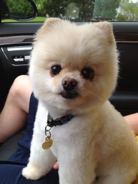 Pictures Of Pomeranian Haircuts Best Dyed Hairstyles