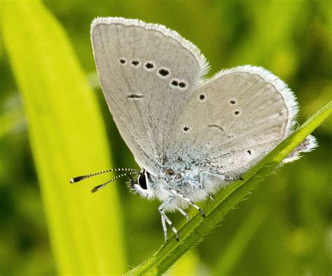 Small Blue Naturally