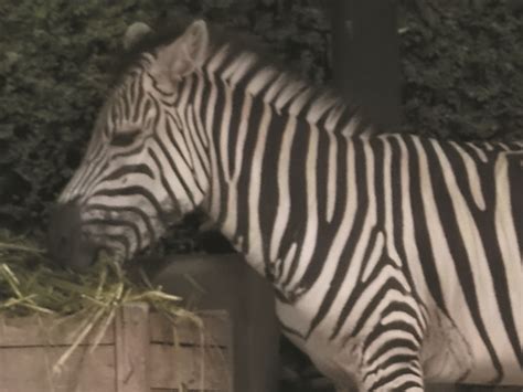 Mengenal Lebih Dekat Tentang Kuda Zebra Fauna Gue