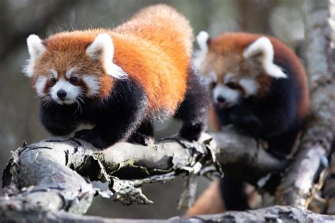 Red Panda Twins Born May 25