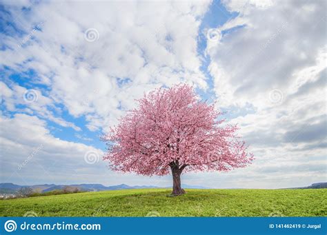 Single Sakura Tree On Meadow Stock Image Image Of Isolated Gaara