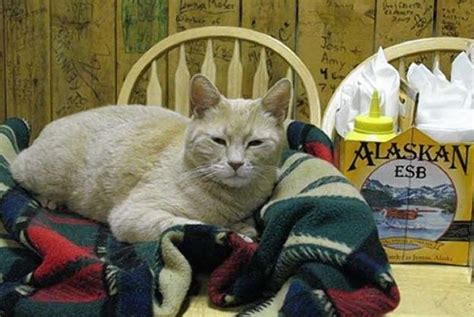 Cat Mayor Of Alaskan Town Passes Away After 20 Years In Office