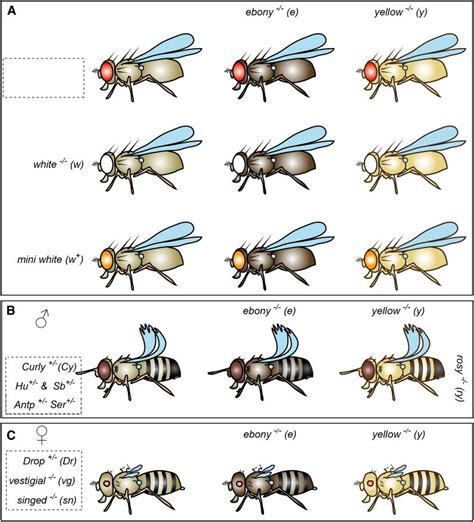 Simple And Easy To Grasp Schematics Illustrating Common Drosophila