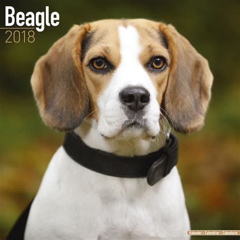 Beagle Calendar 2018 10012 18 Beagle Dog Breeds