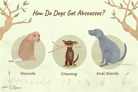 How To Identify And Treat Abscesses In Dogs