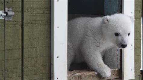 Melt Your Heart New Polar Bear Cub Video Is Simply Adorable