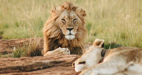 Le Lion Sauvage Dafrique Directactu