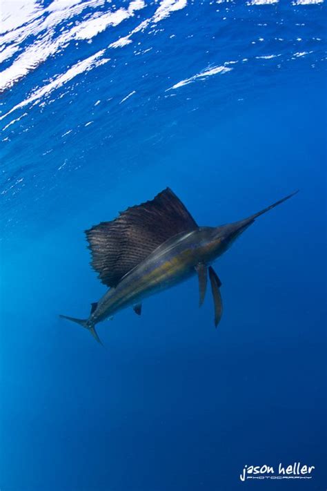 Colorful Sailfish Underwater Photography Under The Sea Pictures
