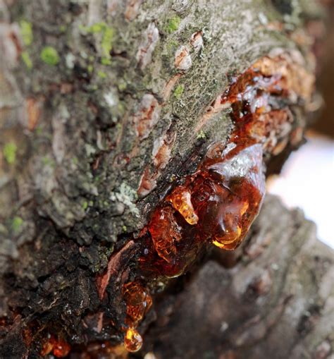 Cherry Tree Bark And Everything You Need To Know