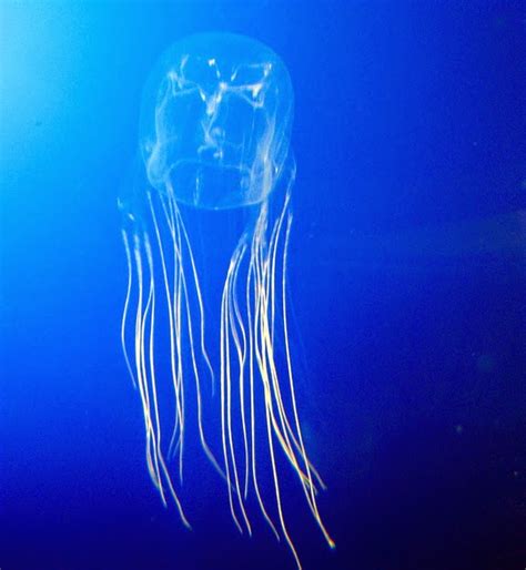 The Worlds Most Venomous Animal Is Thailands Box Jellyfish