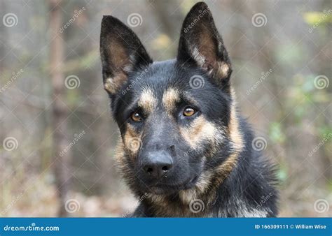 23 German Shepherd Police Dog Images L2sanpiero