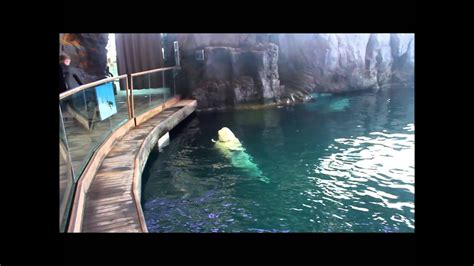 Beluga Whales At Shedd Aquarium Youtube
