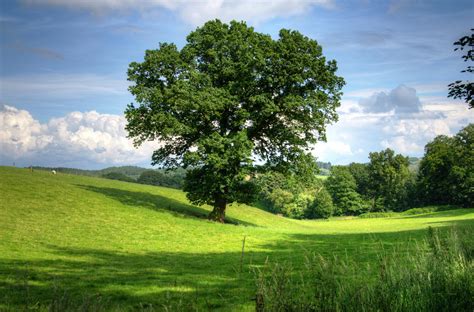 Trees Photos Download The Best Free Trees Stock Photos And Hd Images