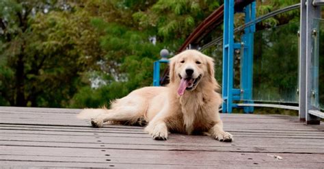 I'm not going to sugarcoat it; How to stop Golden Retriever puppy from biting? - SPIRE PET