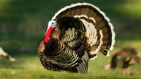 Influence Of The Covid 19 Pandemic On Spring Turkey Hunting Continues