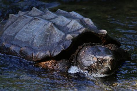 Top 10 Alligator Snapping Turtle Facts A Very Snappy Turtle