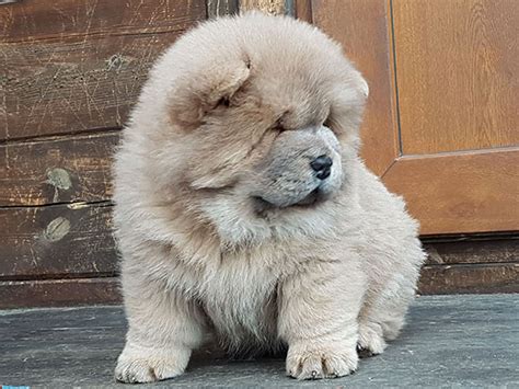 45 Baby Chow Chow Puppies For Sale L2sanpiero