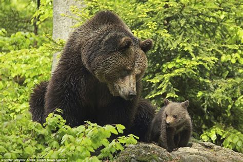give me a kiss mum adorable bear cub cuddles up to its mother and gives her a peck daily