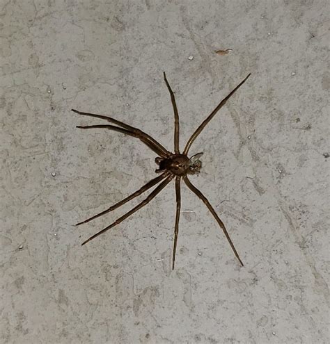 Loxosceles Reclusa Brown Recluse In Louisville Kentucky United States