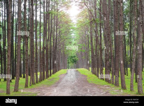 Sandy Country Road In Pine Forest Stock Photo Alamy