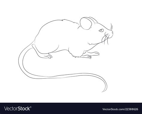 Mouse Stands Drawing By Lines Royalty Free Vector Image