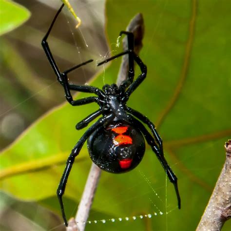 The Poisonous Spiders Found In South Carolina Id Guide