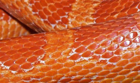 33 Sets Of High Quality Reptile Skin Texture Naldz Graphics