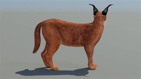 Animated Caracal 3d Model For Download Promax3d