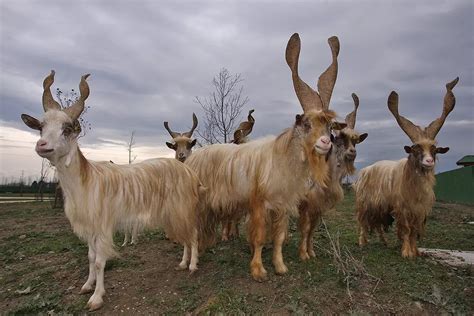Girgentana Goat Safari Ravenna Loc Mirabilandia