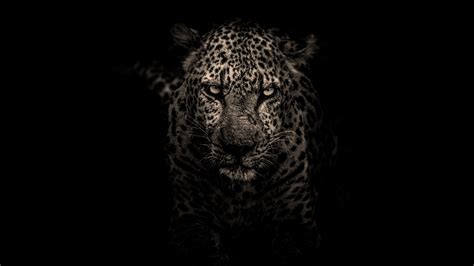 3840x2160 Leopard 4k Wallpaper Hd Animals 4k Wallpapers Images