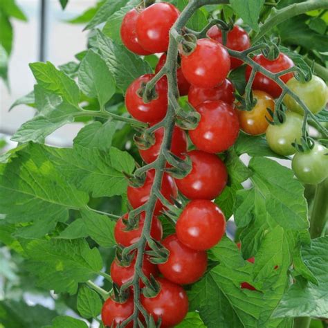 Buy Cherry Tomato Or Solanum Lycopersicum Sweet Aperitif Tomato