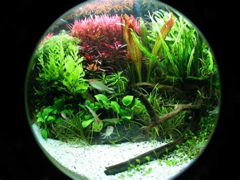 Jenis ikan yang dapat dimasukkan kedalam aquarium mini pun sangat bervariasi, namun aquarium mini tidak dapat. ORANDA AQUARIUM BANJARMASIN: Macam-Macam Akuarium yang Mungkin Jadi Inspirasi Anda
